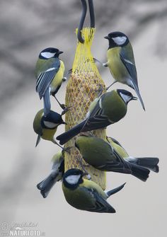 a group of birds sitting on top of a bird feeder