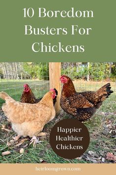 two chickens standing next to each other in the grass with text overlay reading 10 boredom busters for chickens