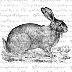 a black and white drawing of a rabbit