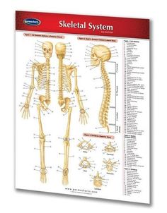 the skeletal system is shown in this poster