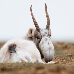 an animal with long horns is laying down in the grass and has its head on another animal's back