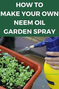 someone is spraying water on some plants in a pot with the words how to make your own nem oil garden spray