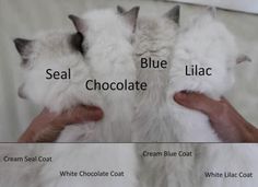 two white cats being groomed with blue lilac, cream and chocolate coats on their furs