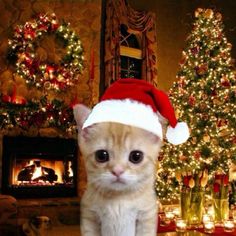 a cat wearing a santa hat sitting in front of a christmas tree