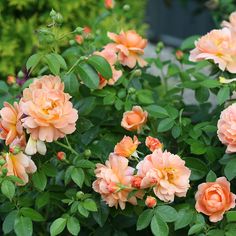 some pink flowers are blooming in the garden