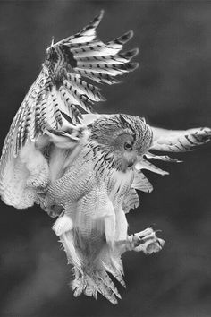 an owl flying through the air with its wings spread