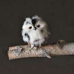 a small white and black bird sitting on a branch