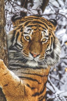 a large tiger standing next to a tree in the snow with it's eyes open