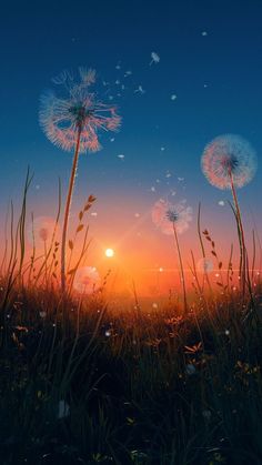 the sun is setting behind some dandelions in a field with grass and flowers