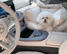 a small white dog sitting in the driver's seat of a car next to a steering wheel