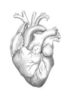 a drawing of the human heart