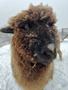 a sheep standing in the snow looking at the camera