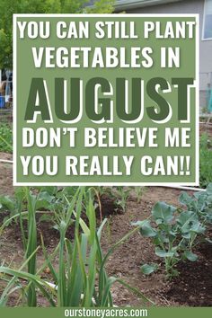 a garden with the words, you can still plant vegetables in august don't believe me you really can