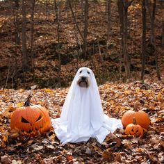 a dog dressed up as a ghost with two jack o lantern pumpkins on the ground