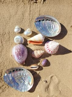 shells and seashells on the sand at the beach