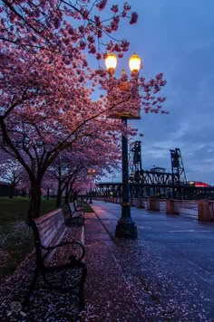 a park bench sitting next to a tree with pink flowers on it