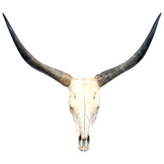 an animal's skull with large horns on a white background is seen in this image