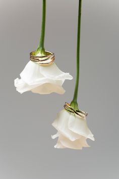 two rings are attached to the petals of a white flower that is hanging upside down