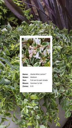 a plant with green leaves and white flowers in the background is an information card for name