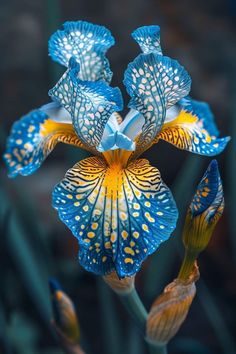 a blue and yellow flower that is blooming