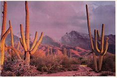 a desert scene with cacti and mountains in the background