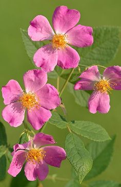 #rose #blossom #spring #wildflower #native #flower #bloom #pink #macro #closeup #nature #naturephotography #ArtForHealing #HealthcareDesign #fineartphotography #evidencedbasedart #wallart #vertical #artwork #interiordesign #photography #art #henrydomke  #rosa Prairie Rose, Prairie Flower, Rose Crafts, Climbing Vines, Backyard Living, Backyard Projects, Butterfly Garden, Gate Design, English Garden