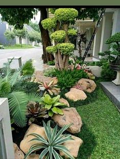 some plants and rocks in the grass near a house with a tree on the other side