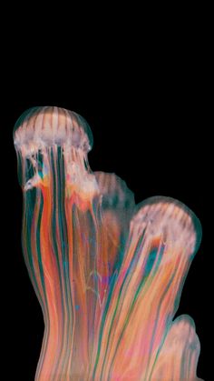 an image of jellyfish in the water on a black background that looks like it is floating