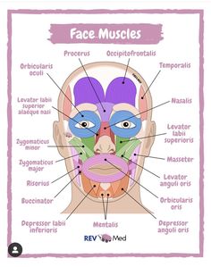 the face muscles are labeled in this diagram, and there is also information about them