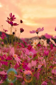 pink flowers are blooming in the field at sunset