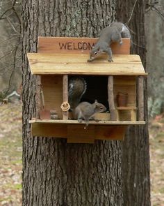 a squirrel is sitting on top of a wooden birdhouse that reads welcome and two other squirrels are standing in front of it