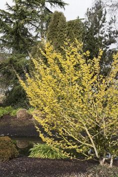 a yellow tree in the middle of a park