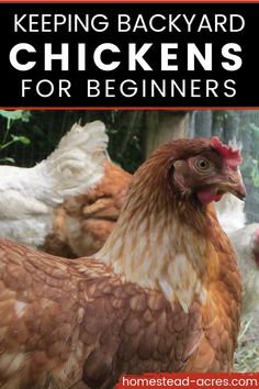 Brown chicken outside. Text overlay says Keeping Backyard Chickens For Beginners. Chickens For Beginners, Chickens For Eggs, Egg Laying Chickens, Backyard Chicken Coop Plans