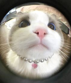 a close up of a cat's face looking through a hole in a tire