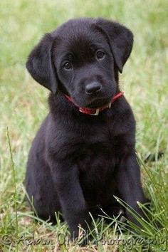 a black puppy is sitting in the grass