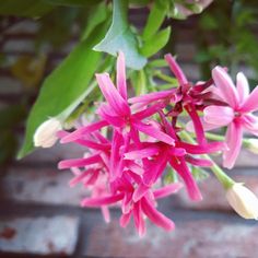 pink flowers are blooming on a brick wall