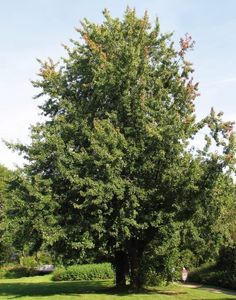 a large green tree sitting in the middle of a park