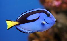 a blue and yellow fish swimming in front of an ocean's colours poster with the words ocean's colors on it