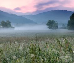 a foggy field with trees in the distance