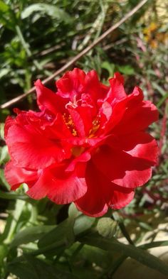 a red flower with green leaves in the background