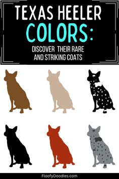 the texas heeler colors and their rare and striking coats are shown in this poster