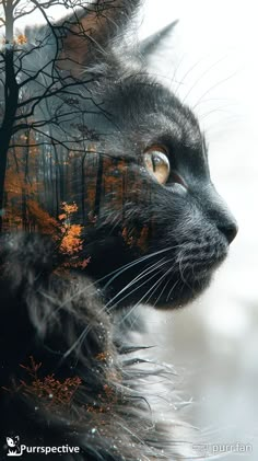 a black cat is looking at something in the distance