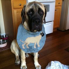 a dog sitting on the floor wearing a blue bib and looking at the camera