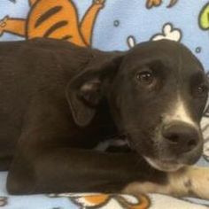 a black dog laying on top of a blanket