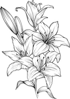 black and white drawing of lilies