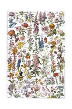 an illustration of flowers and plants on a white background poster by corbi studios