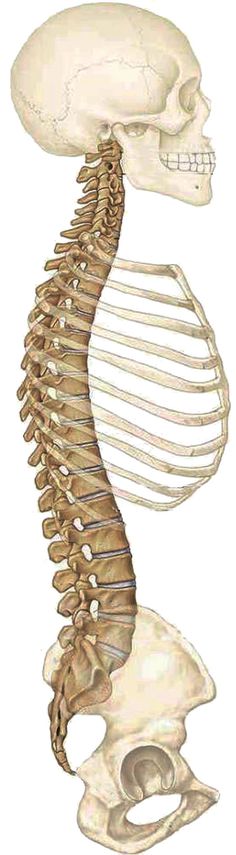 an image of a human skeleton with the lower half turned to look like it is looking down