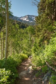 a trail in the woods with mountains in the background