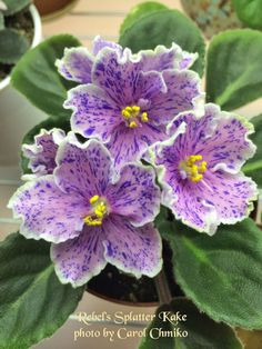 purple and white flowers in a pot on a table