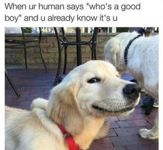 two dogs are standing next to each other and one is wearing a red collar, the other has a white dog